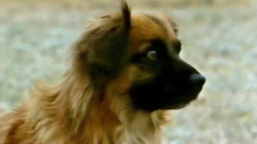 Hambone and Hillie Bild 7