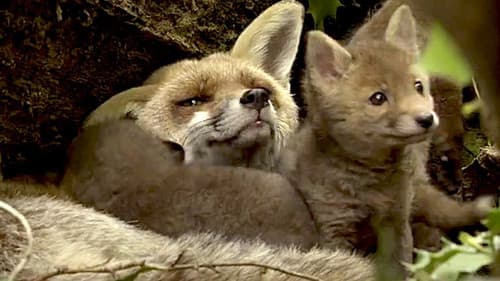 Unsere Wildnis Bild 2