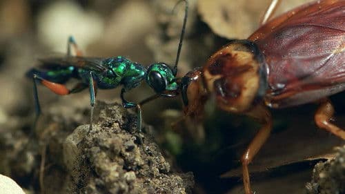 Animales zombis Bild 1