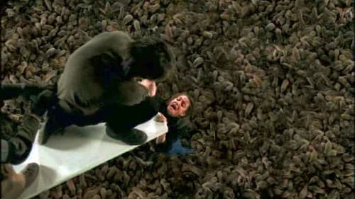 Ratten - Sie sind überall! Bild 6