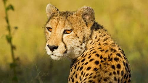 Natural World Bild 6