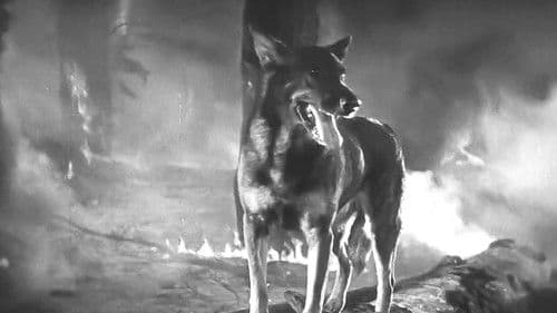 Clash of the Wolves Bild 3