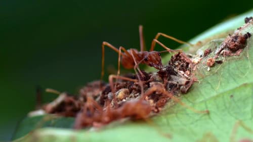 Micropolis - Kampf der Giganten Bild 1