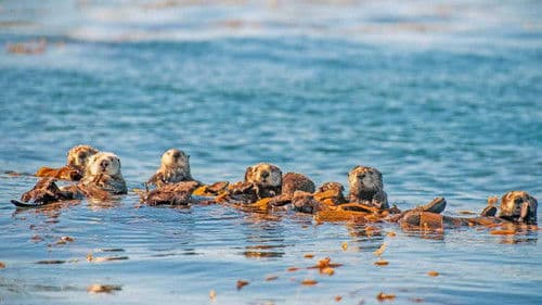 Oceans: Our Blue Planet Bild 3