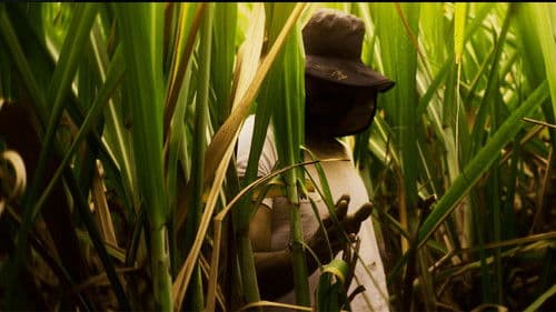 El Silbido del Cañaduzal Bild 1