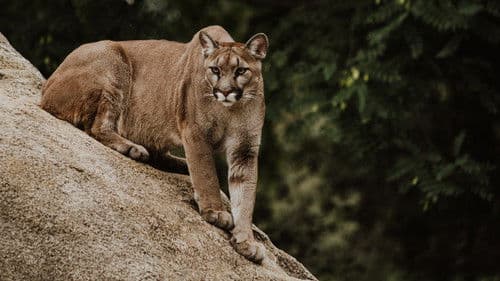 Pumas de la estepa Bild 1