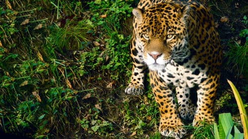 Stranger Than Nature Bild 4