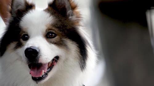 มะหมา 2 Bild 1