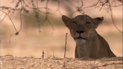 Lion Battle Zone Bild 2