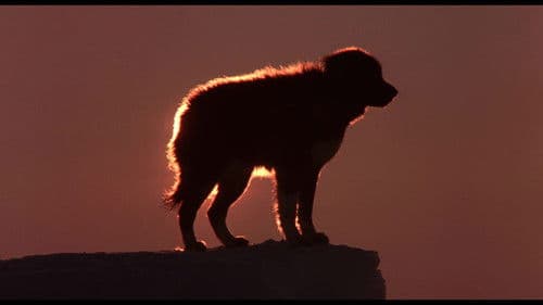 Taro und Jiro in der Antarktis Bild 5