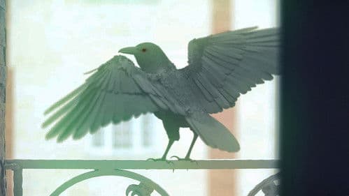 سرگردان Bild 3