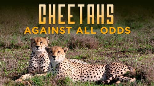 Cheetahs Against All Odds Bild 1
