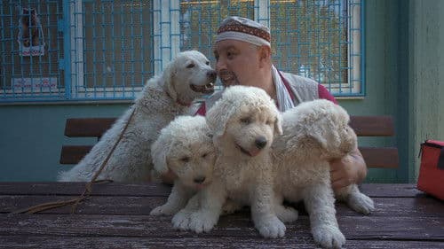 Ki kutyája vagyok én? Bild 1