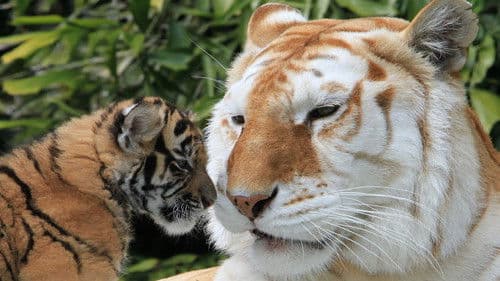 The Miracle Tiger Bild 1