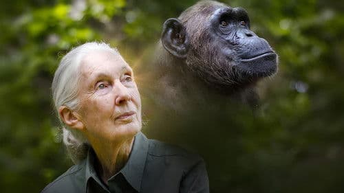 Rescued Chimpanzees of the Congo with Jane Goodall Bild 1