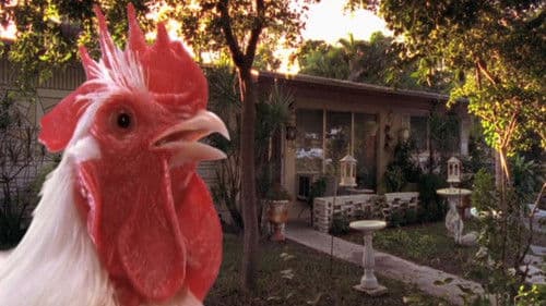 The Natural History of the Chicken Bild 2