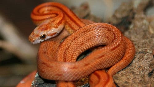 The Beauty of Snakes Bild 1