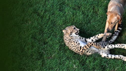 Tierische Freundschaften Bild 1