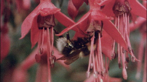 The Quiet Land Bild 1