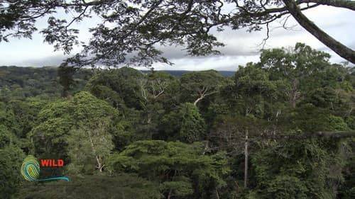 Botanist Francis Hallé Explains... Bild 4