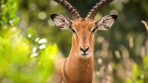 Secret Safari: Into the Wild Bild 3