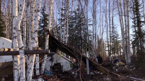 K'i Tah Amongst the Birch Bild 2