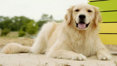 Shadow - Ein Hund zum Verlieben Bild 1