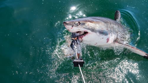 Haie: Meister der Tarnung? Bild 4