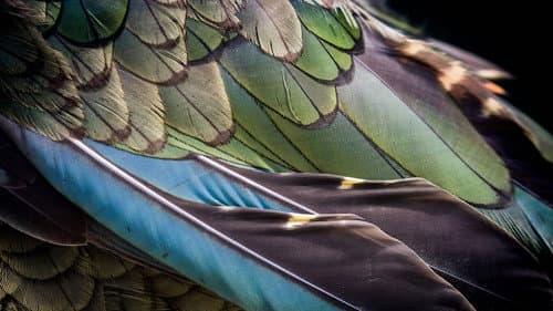 The Birds of Play Bild 1