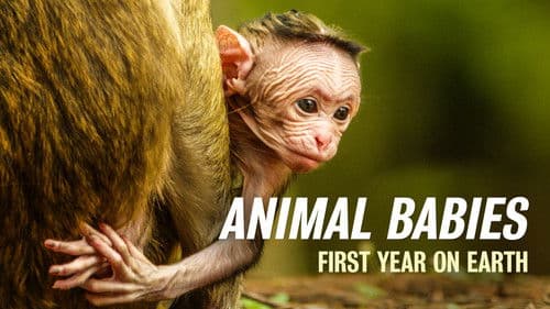 Animal Babies: First Year On Earth Bild 1