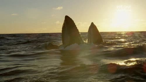 Ireland's Deep Atlantic Bild 2