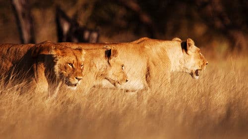 Wildes Botswana Bild 8