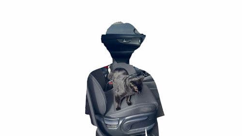 The Wonder of You Bild 2