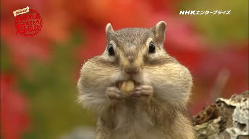 日本列島生きもの超伝説 劇場版ダーウィンが来た！ Bild 1