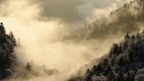 Das Flüstern der Wälder Bild 5