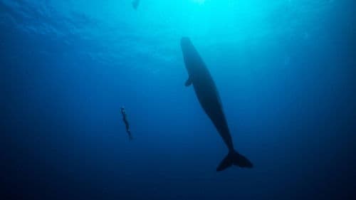 Freediver Bild 5