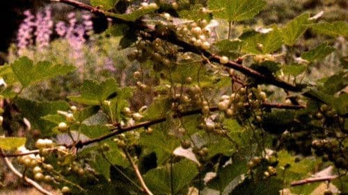 The Answering Furrow Bild 1