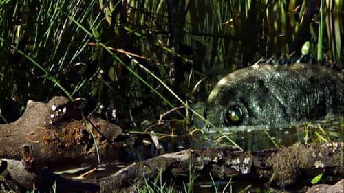 Angiralus - Es reißt dich in Stücke Bild 1