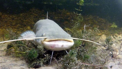 Vad Szigetköz - A szárazföldi delta Bild 3