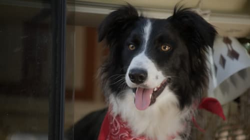 Ein Hund namens Duke Bild 2