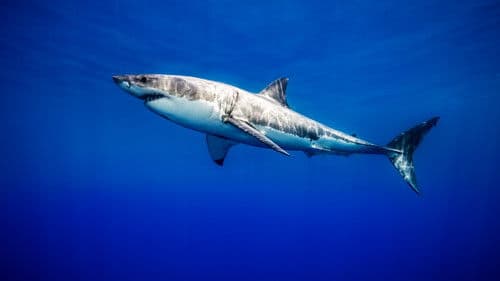 United Sharks of America Bild 3