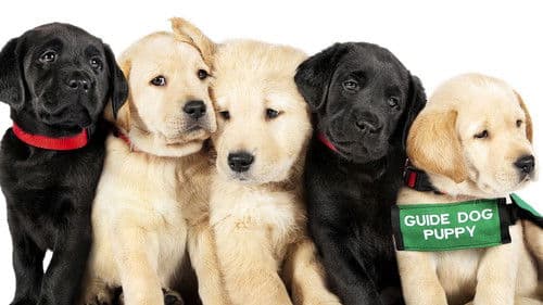 Vom Welpen zum Blindenhund Bild 4