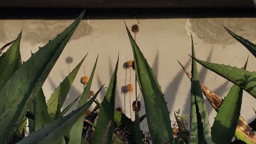 Corazón de Maguey Bild 1