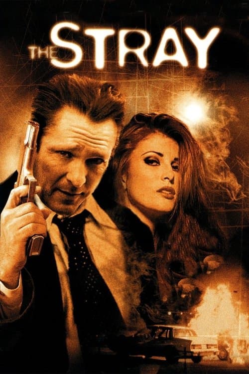 The Stray - Der Racheengel