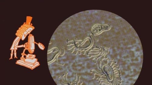 Le petit vélo dans la tête Bild 1