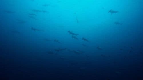 Geheimnisvolle Tiefen Bild 1