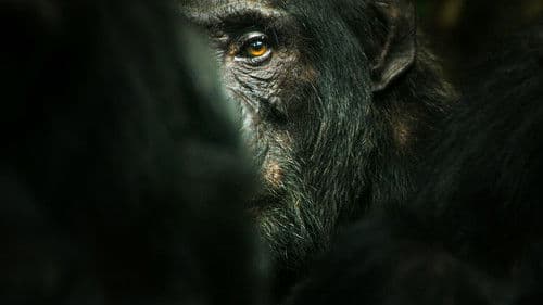 Im Reich der Schimpansen Bild 2