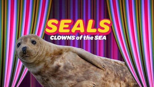Seals - Clowns of the Sea Bild 1