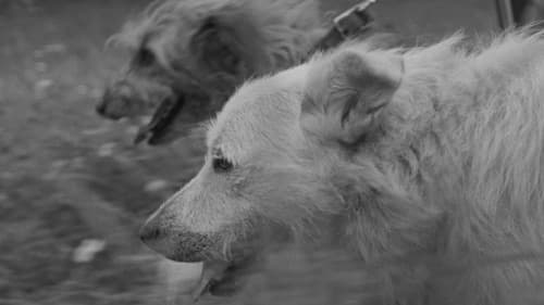 Критичне становище Bild 1