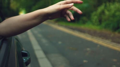 Every Kind of Fruit Bearing Tree Bild 2